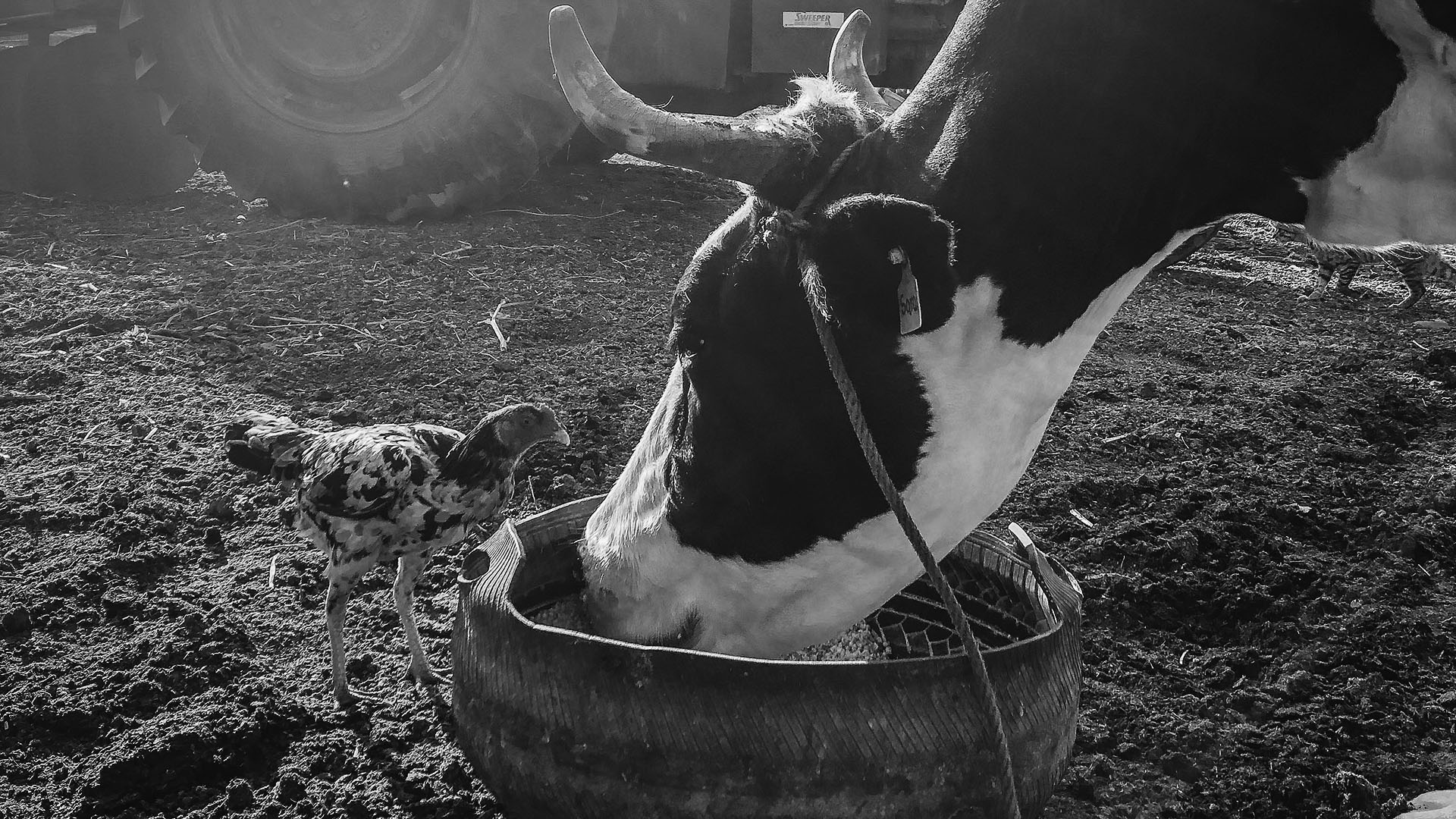 Etiska värden missas i debatten om maten och klimatet