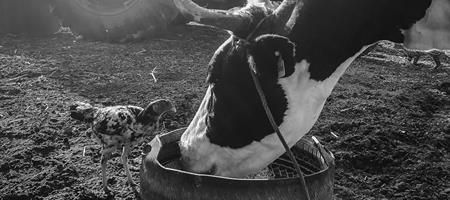 Etiska värden missas i debatten om maten och klimatet